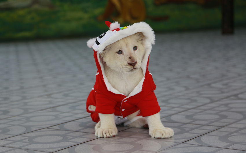 大城獅子王親子動物園